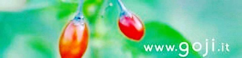 Bacche di Goji Essiccate: Cosa sono, come si usano [2026]