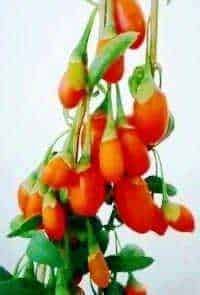 Bacche di Goji Essiccate: Cosa sono, come si usano [2026]