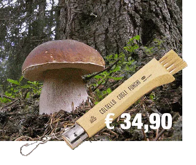 Con Premax raccolta dei funghi in Autunno