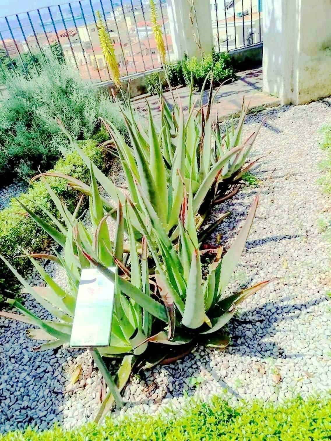 Aloe Vera pianta succulenta in giardino con piante verdi e recinzione metallica sullo sfondo, crescita rigogliosa e ambientazione soleggiata, perfetta per il blog di appunti sul giardinaggio e piante medicinali.