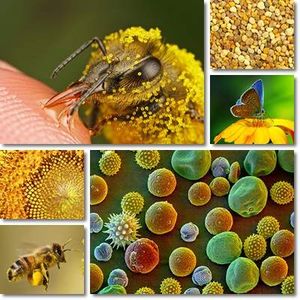 Combattere l'allergia ai pollini in modo naturale