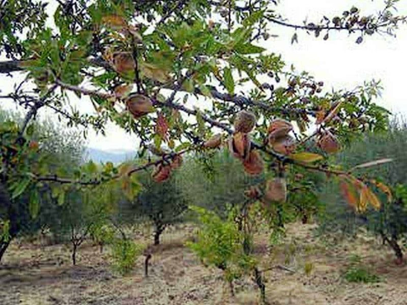 Inci sigle e Makeup ingredienti primi essenziali 3 Frutti di nespola su un albero in un giardino, pronti per la raccolta o consumo. Albero di nespola con foglie verdi e frutti maturi, in crescita naturale su un terreno arido.