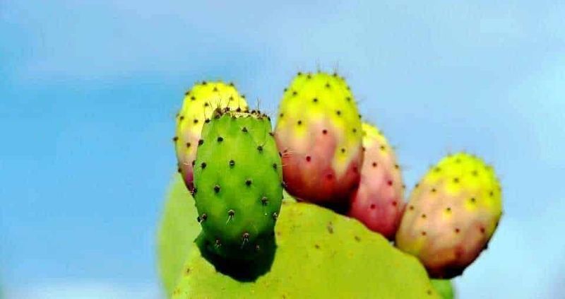 6 tipi di Erbe e semi commestibili selvatici 2 Prickly pear cactus con frutti di diversi colori su sfondo blu, simbolo di biodiversità e risorse naturali.