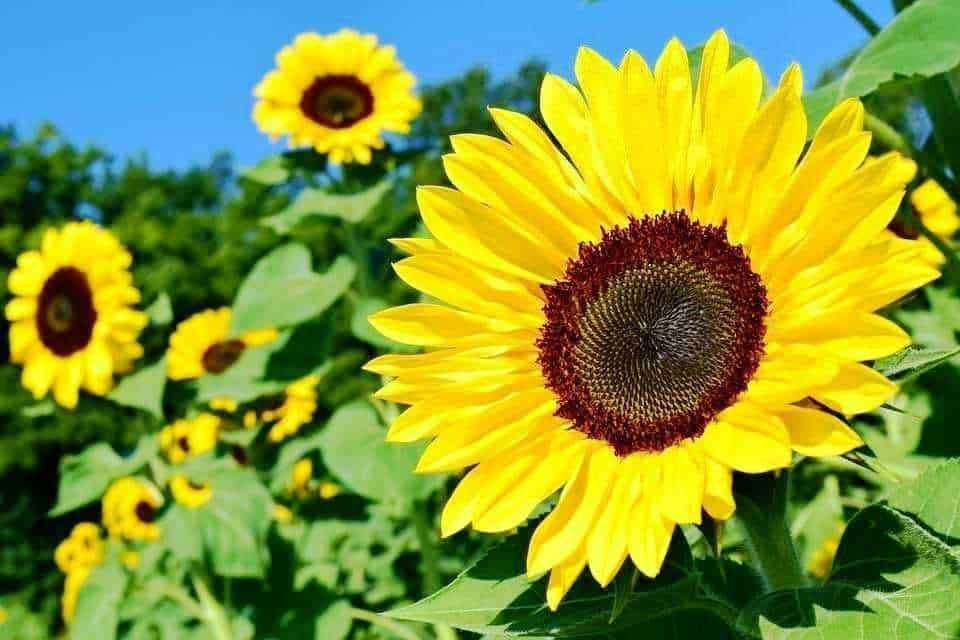 6 tipi di Erbe e semi commestibili selvatici - girasole