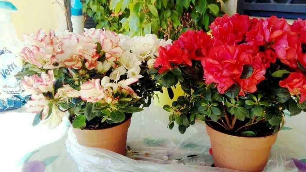Arieggiare il prato in primavera