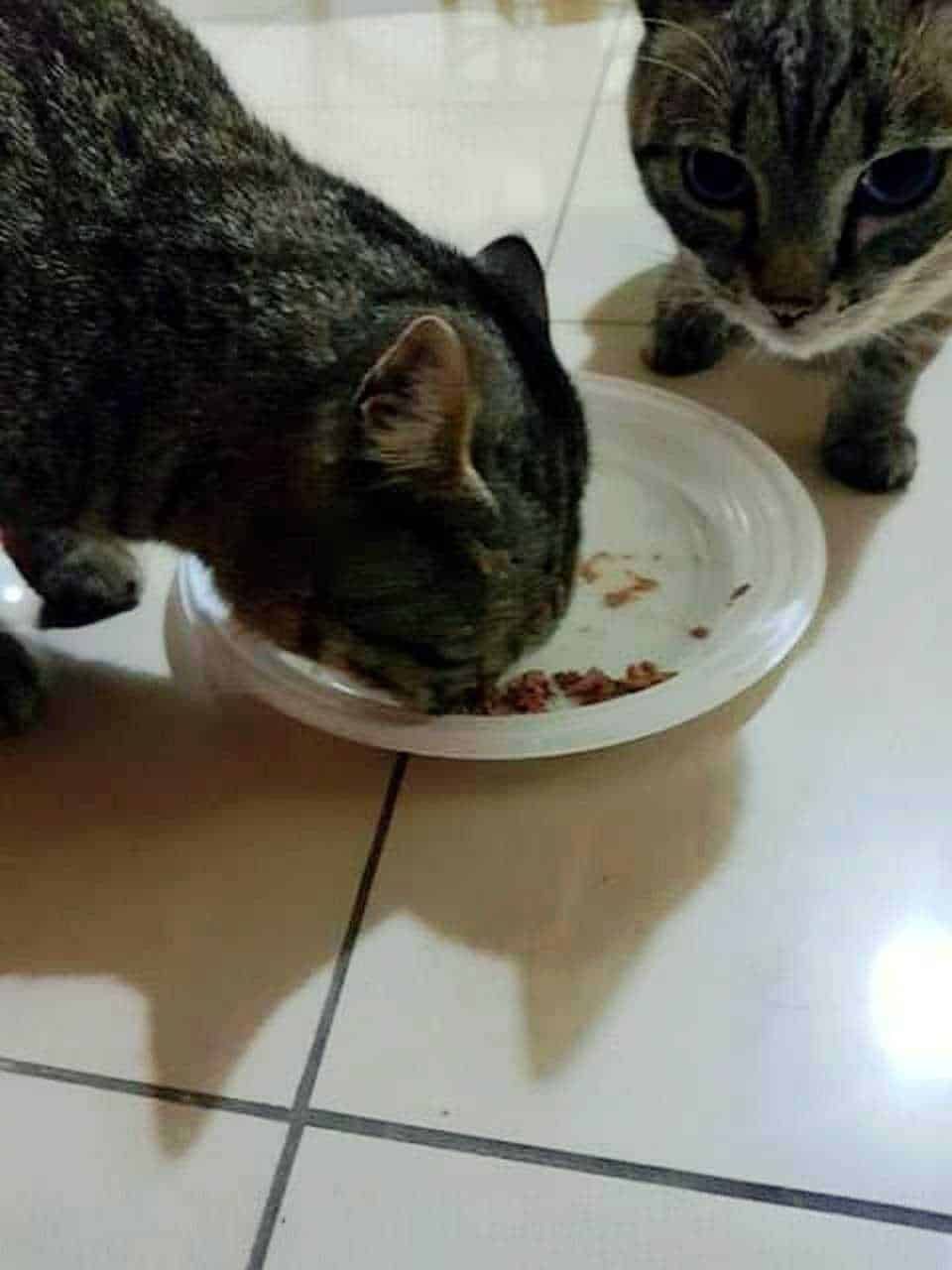 Gourmet Gold : deliziosi tortini con salsa per l'amico gatto