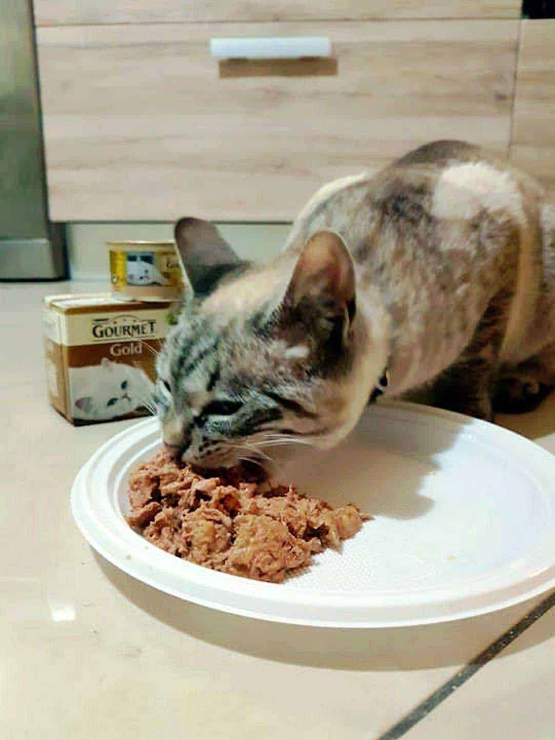 Gourmet Gold : deliziosi tortini con salsa per l'amico gatto