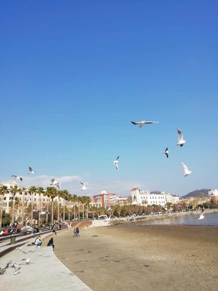 Volo di gabbiani sulla spiaggia con città sullo sfondo e cielo blu sereno.