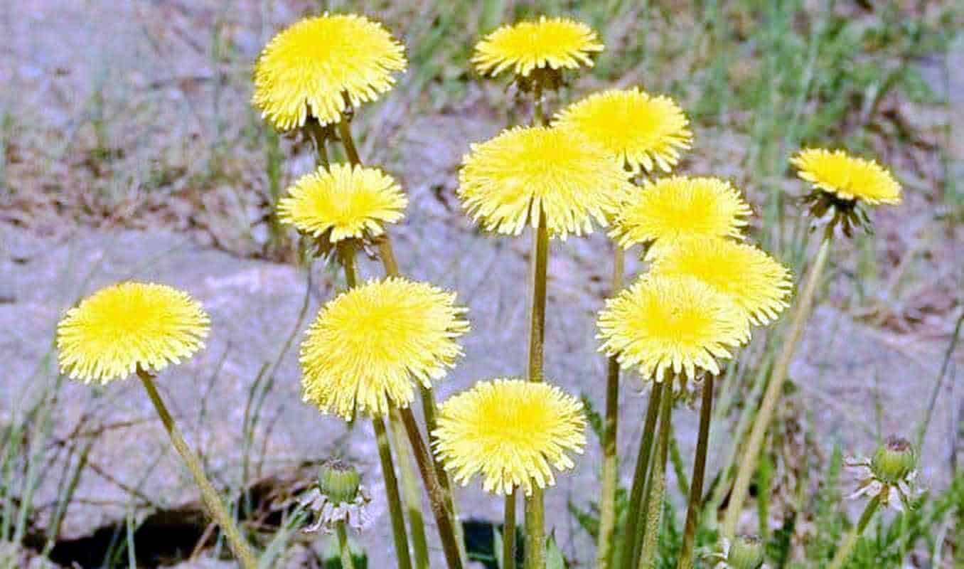 Gigli di tarassaco giallo in fiore su prato naturale, simbolo di primavera e rinascita, perfetto per articoli su botanica, fiori selvatici e natura.