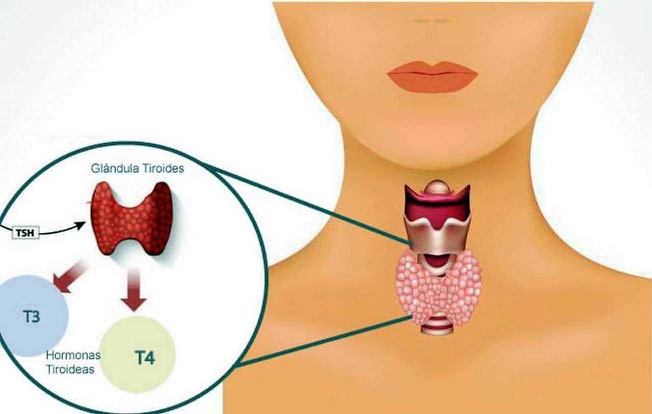 Sagoma della tiroide umana con dettagli anatomici e funzioni ormonali, evidenziata per un approfondimento sulla fisiologia tiroidea e le sue ghiandole endocrine.