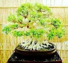 Acer Palmatum, 4 momenti di bellezza 2 Radice fantastica di Bonsai di albero di ficus con rami curvati e foglie verdi in vaso nero su sfondo in legno chiaro.