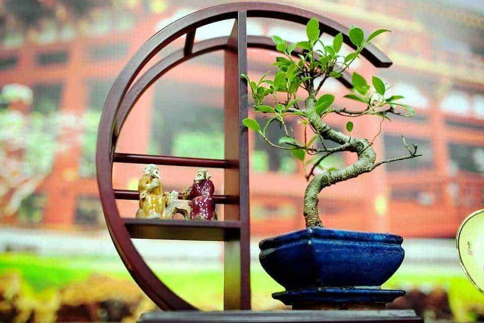 Nel Bonsai, creatività e giardinaggio orientali