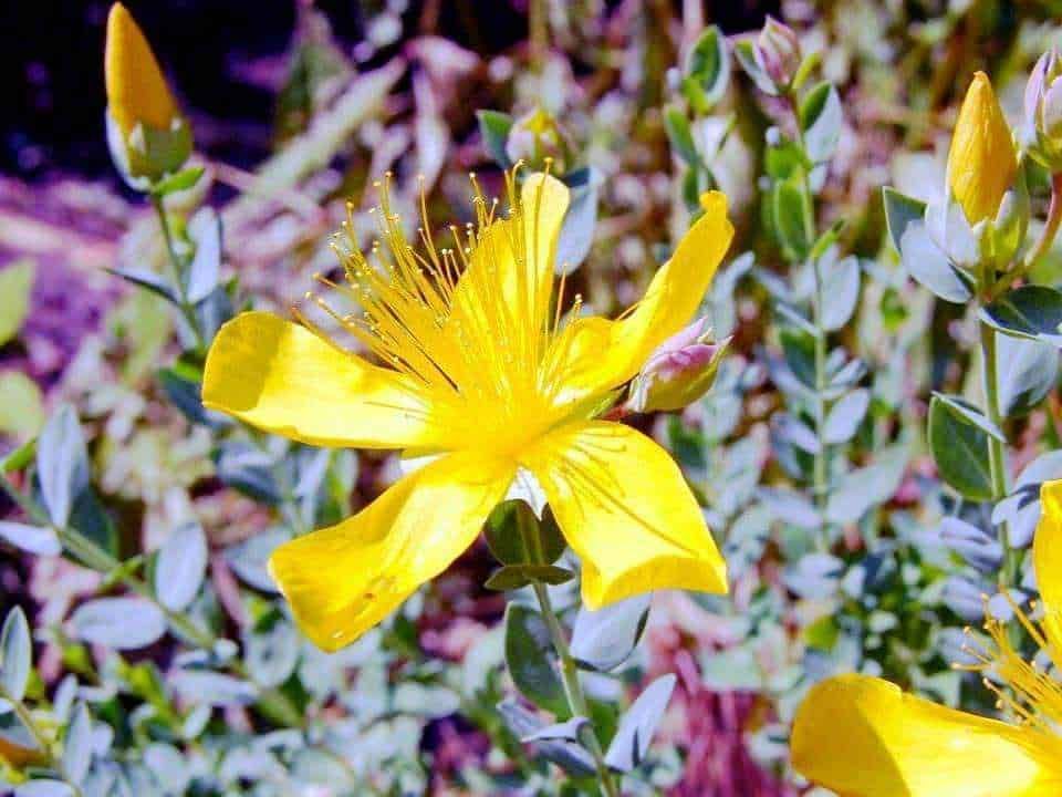 Fiore di gelsomino giallo in fiore con foglie verdi e boccioli, focus su dettaglio floreale, natura, giardinaggio e pianta ornamentale, ideale per blog di botanica o decorazione naturale.