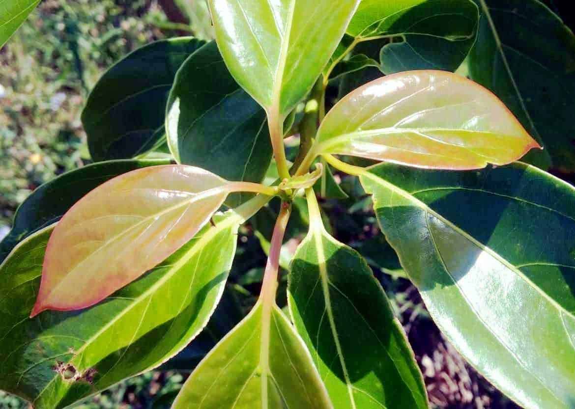 Foglie di alloro verdi e lucide, giovane pianta di aromatico, usata in cucina per insaporire pietanze e preparare infusi naturali. Ricca di proprietà benefiche e di facile coltivazione.