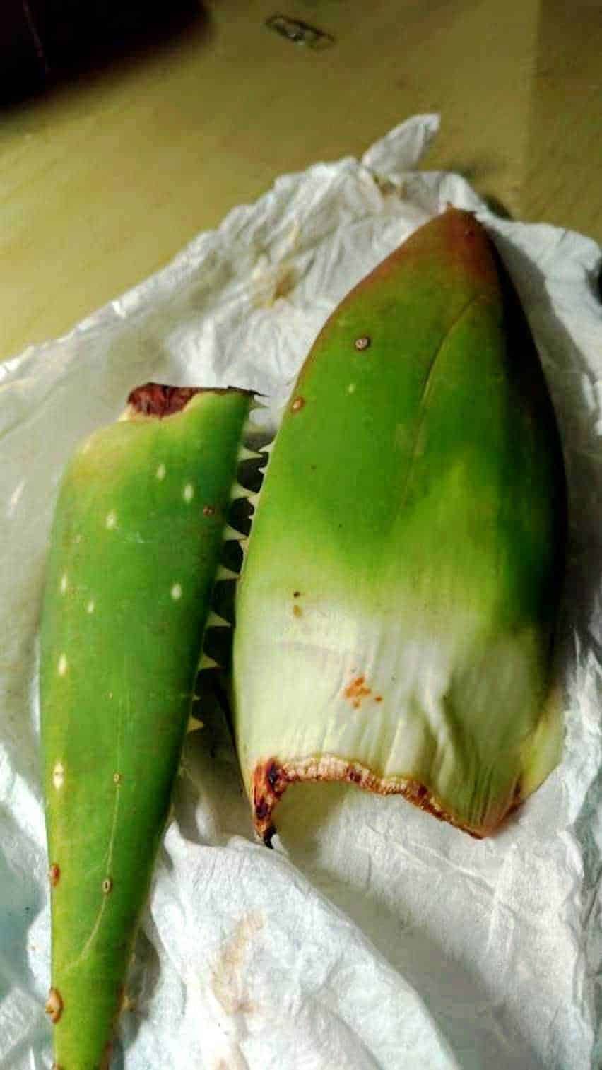 Aloe Vera pianta succulenta in giardino con piante verdi e recinzione metallica sullo sfondo, crescita rigogliosa e ambientazione soleggiata, perfetta per il blog di appunti sul giardinaggio e piante medicinali.