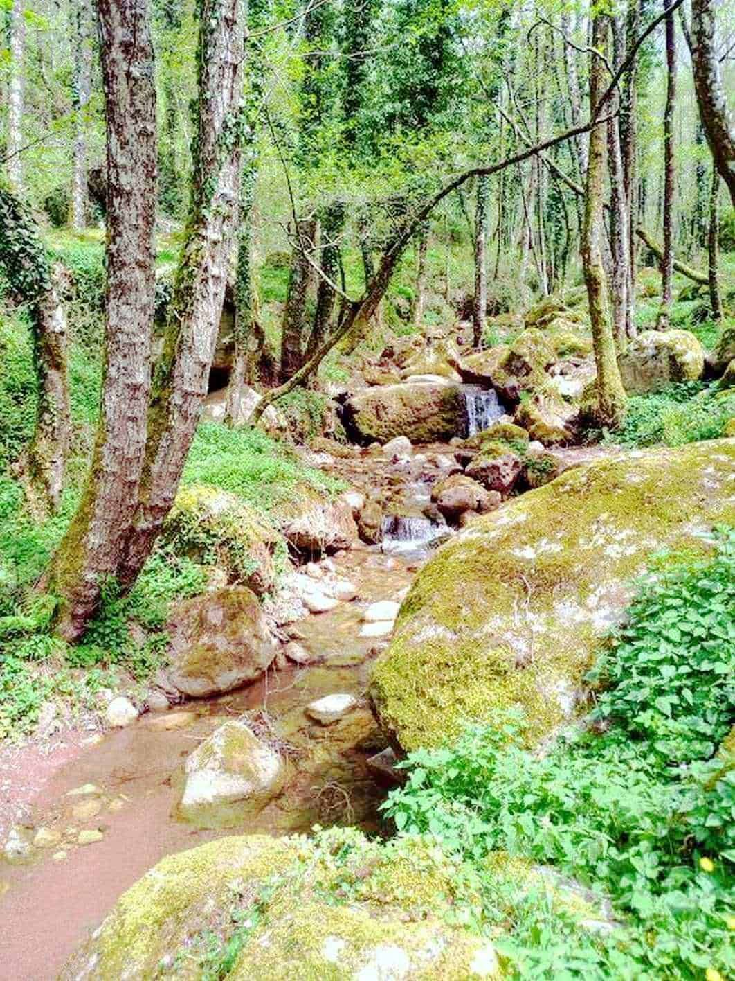 Scorcio di un bosco con piccoli ruscelli, rocce mossose e alberi di alto fusto, ideale per escursioni e natura incontaminata.