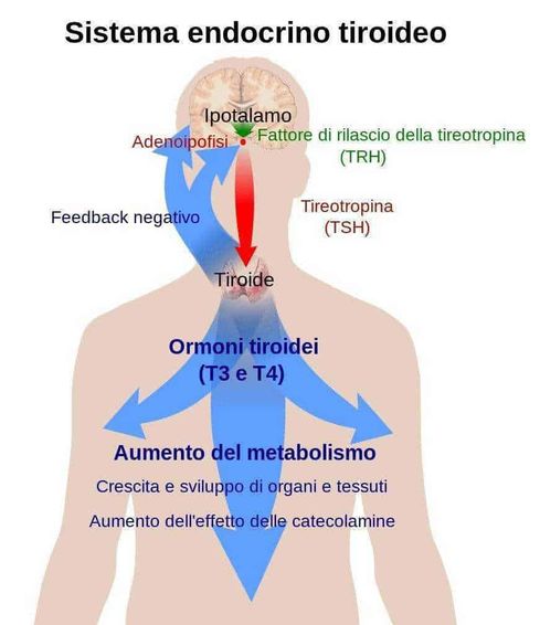 Tiroidite 20-26 maggio 2019 settimana preventiva 2 Settimana mondiale della tiroide 2019: Sagoma della tiroide umana con dettagli anatomici e funzioni ormonali, evidenziata per un approfondimento sulla fisiologia tiroidea e le sue ghiandole endocrine.