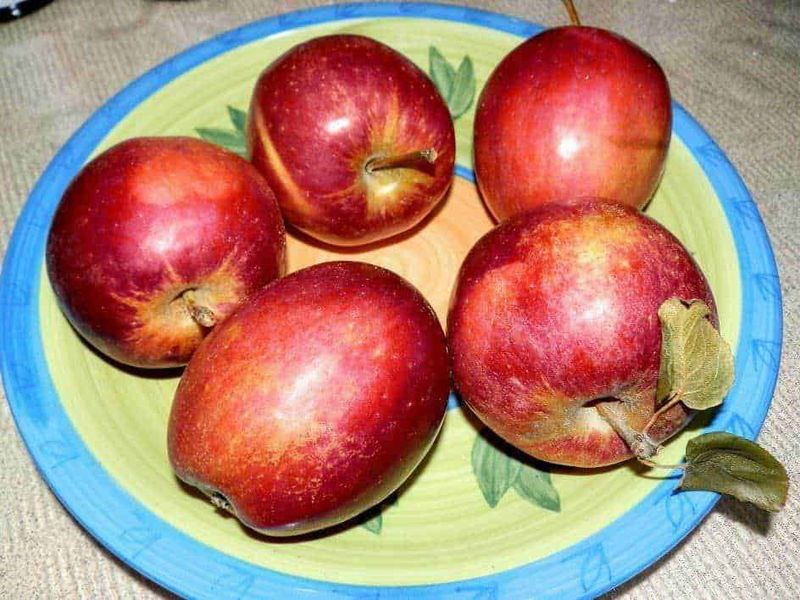 Galassa azienda agrituristica mele 2 Mele rosse su piatto di ceramica colorata, frutta fresca, alimento salutare, prodotto naturale, decorazione cucina, immagine alimentare, natura, frutta di stagione, cucina sana, alimentazione equilibrata, healthy eating, natura morta, frutti di squadra.