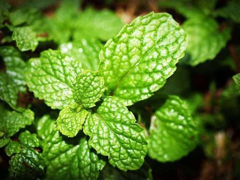 Olio essenziale: 10 migliori profumi usati nei prodotti per il corpo delle donne 4 Olio essenziale: 10 profumi usati nei prodotti per il corpo delle donne