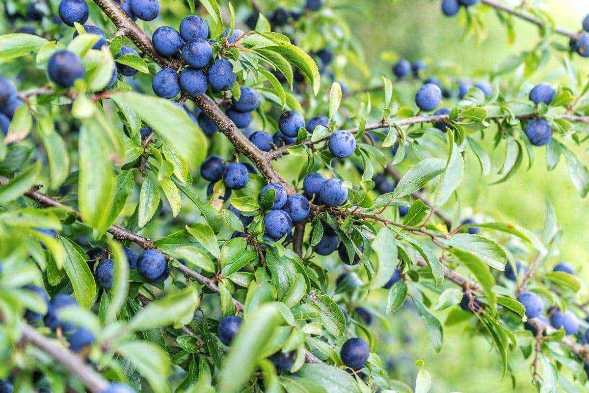 prunus-spinosa-1024x683-9878708-2736120