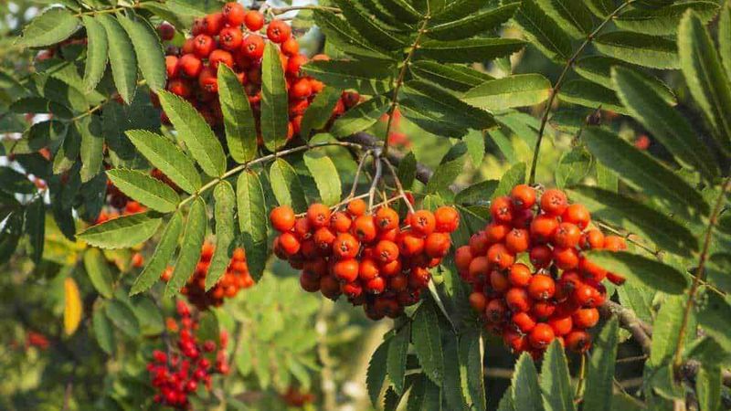 7 Bacche commestibili e tossiche in autunno su arbusti e alberi