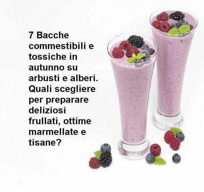 7 Bacche commestibili e tossiche in autunno 