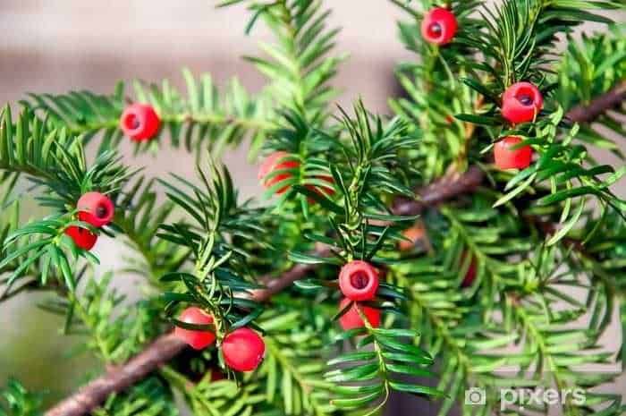 Ramos di pino con bacche rosse, decorazione natalizia naturale, dettagli di albero di natale, foto di decorazioni festive, elementi naturali per il periodo natalizio.