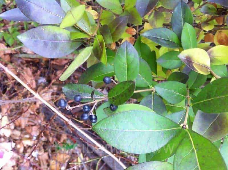 Foglie verdi e bacche nere su un arbusto, dettagliata immagine naturale di una pianta con bacche in un ambiente boschivo. Ideale per post sul giardinaggio, botanica e natura.