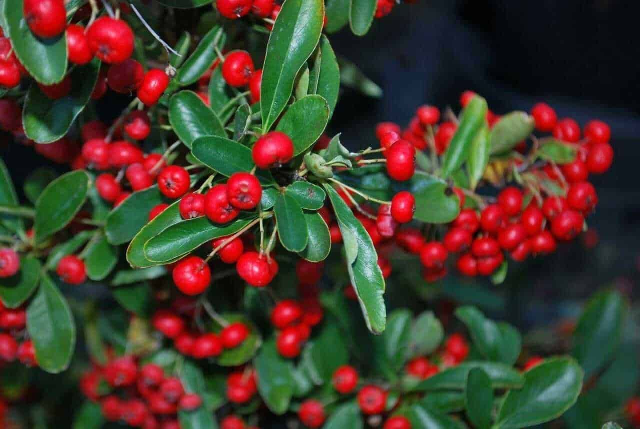 pyracantha-coccinea-1024x685-8522973-8491217