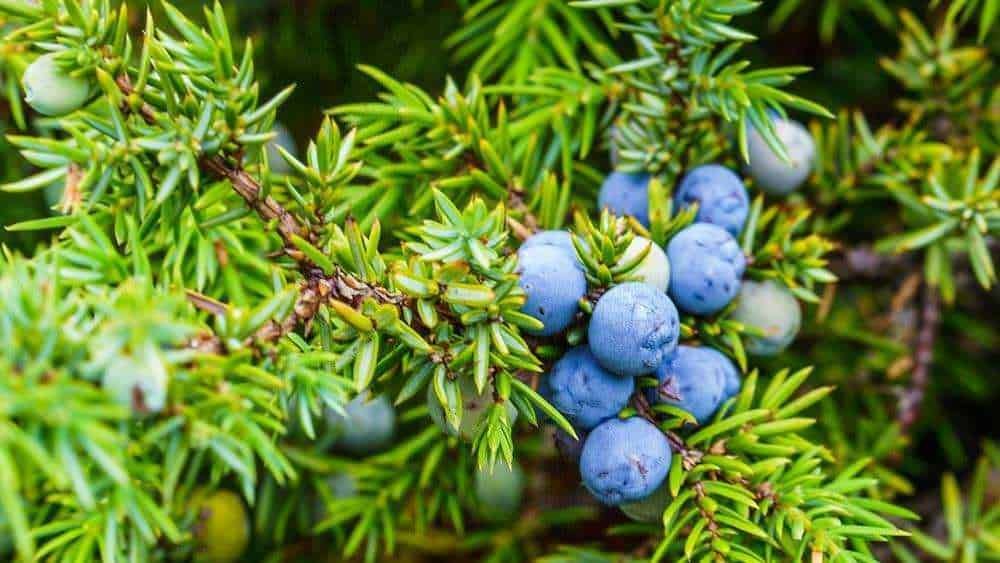 7 Bacche commestibili e tossiche in autunno su arbusti e alberi