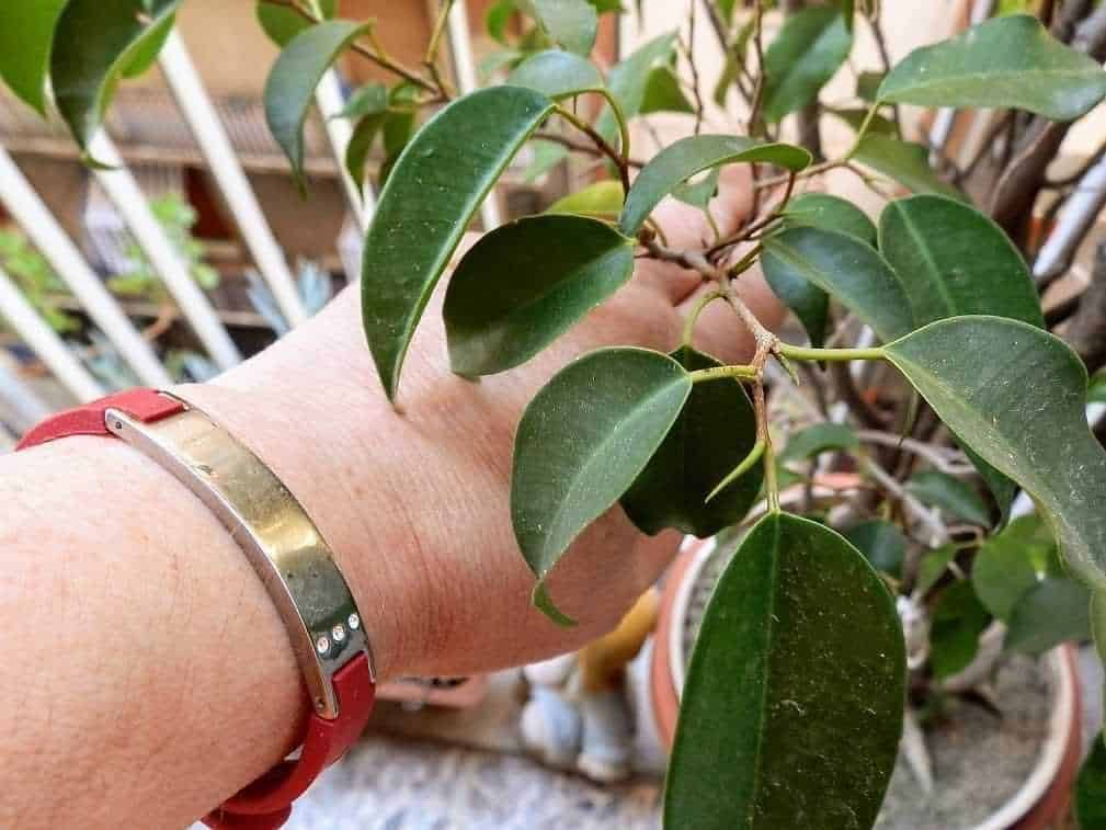 Bracciale Hip Titan BioHealth