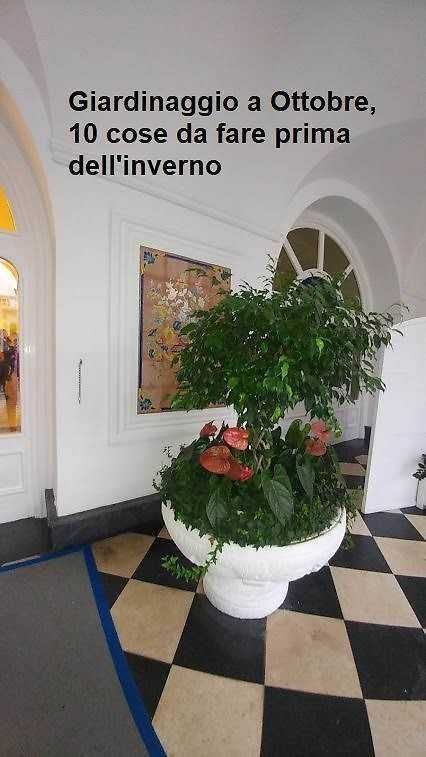 Pianta ornamentale in grande vaso bianco all'interno di un edificio con pareti bianche e pavimento a scacchi nero e beige, decorata con foglie verdi e fiori rosa.