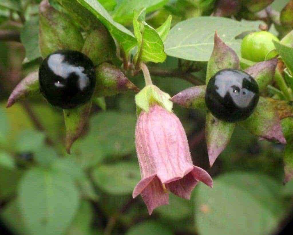 Fiori di bacche di Huckleberry con frutti maturi e foglie verdi, piante di bacche selvatiche, immagine di piante con bacche nere e fiori rosa, natura selvaggia, produzione di frutta commestibile, ambienti naturali.