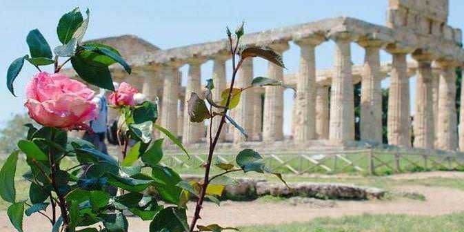 Antica rovina greca con fiori di rosa in primo piano, sito archeologico storico, esempio di architettura classica e cultura antica.