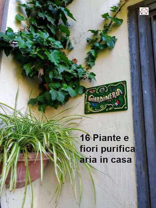 16 Piante purifica aria in casa 2 Piante che purificano l'aria di casa: Piante e fiori purificano l'aria in casa, decorazione con piante verdi in vaso, buon metodo naturale per migliorare l'aria domestica.