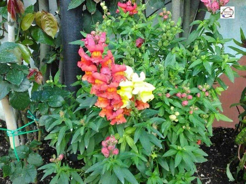 Fiore di delphinium a collo alto con colori vivaci e foglie verdi, piantato nel giardino, ideale per decorare spazi esterni e creare ambienti colorati e vivaci.