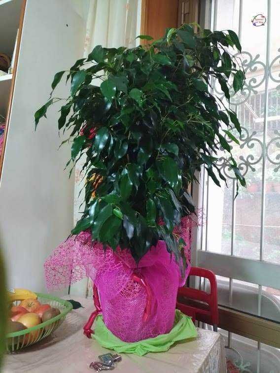 Vaso di fiori con pianta verde in vaso decorato con tessuto rosa, posato su tavolo vicino a finestra con grate di sicurezza, ambiente interno luminoso.