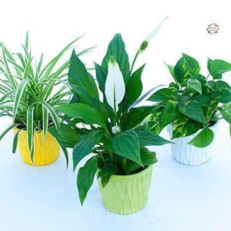 16 Piante purifica aria in casa 4 Piante d'appartamento in vasi colorati, foglie verdi lussureggianti, decorazioni per interni, cura delle piante, lavoro sul blog, piante da appartamento di design, consigli per il giardinaggio indoor, piante verdi per la casa.