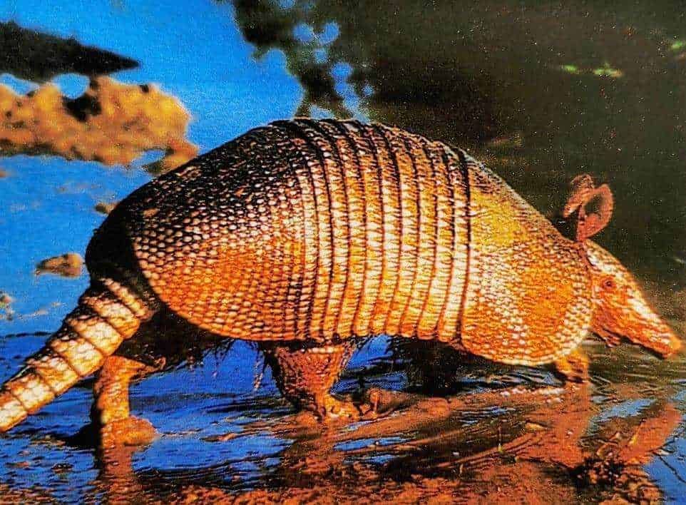Armadillo che si muove in un ambiente naturale con acqua e natura sullo sfondo, mostrando la sua corazza e adattamento alla vita selvaggia.