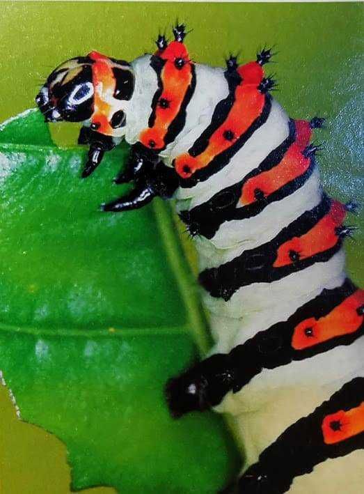 Caterpillar su foglia verde, insetto larva con strisce nere, arancioni e bianche, dettaglio di insetti e natura, immagini di fauna selvatica e biodiversità.
