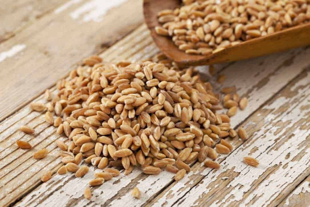 Farro, grano dell'antichità. Fa bene?