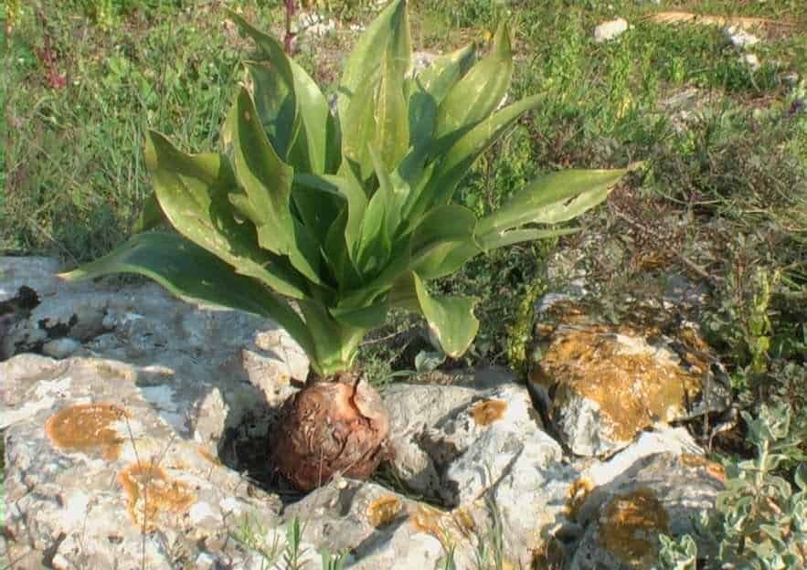 Bulbi di cipolla piantati nel terreno con foglie verdi, crescita naturale in giardino.