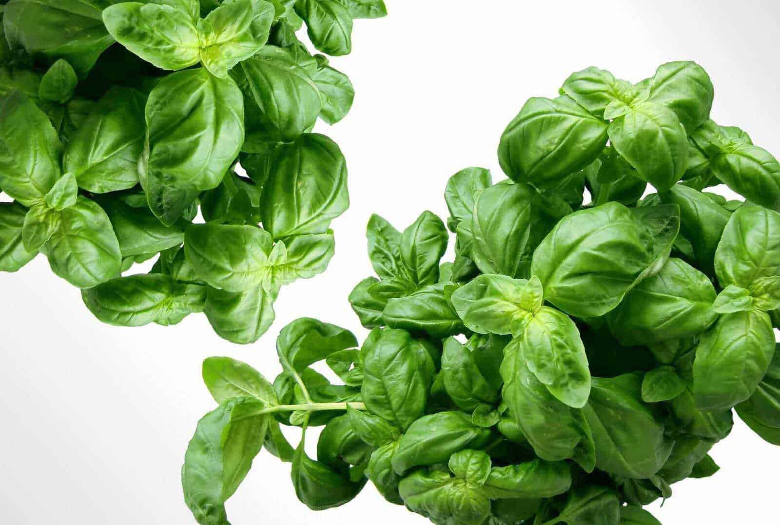 Basilico fresco e verdeggiante su sfondo bianco, ideale per ricette mediterranee e tisane naturali. Aroma intenso e foglie pregiate, perfette per cucina salutare.