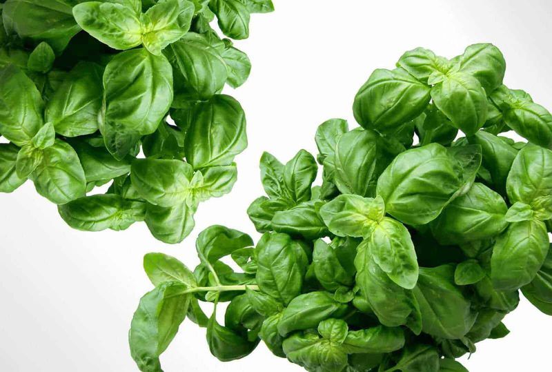 9 piante medicinali e proprietà curative 4 Basilico fresco e verdeggiante su sfondo bianco, ideale per ricette mediterranee e tisane naturali. Aroma intenso e foglie pregiate, perfette per cucina salutare.