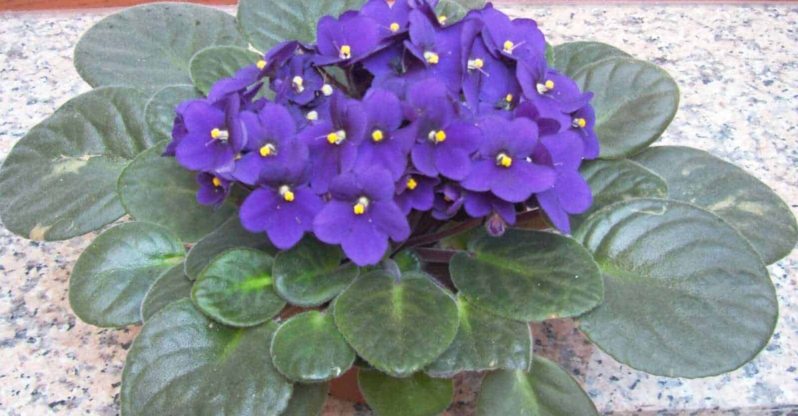 Colorate composizioni di fiori freschi e secchi in vasi di cemento sulla strada, perfette per decorare esterni e ambienti naturali, esempio di un allestimento floreale elegante e colorato.