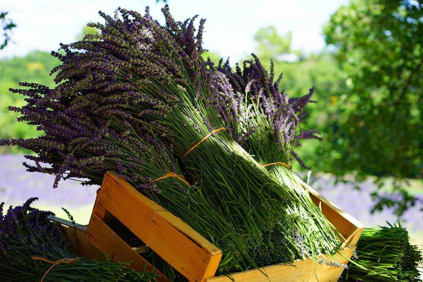 Lavanda antistress della medicina naturale