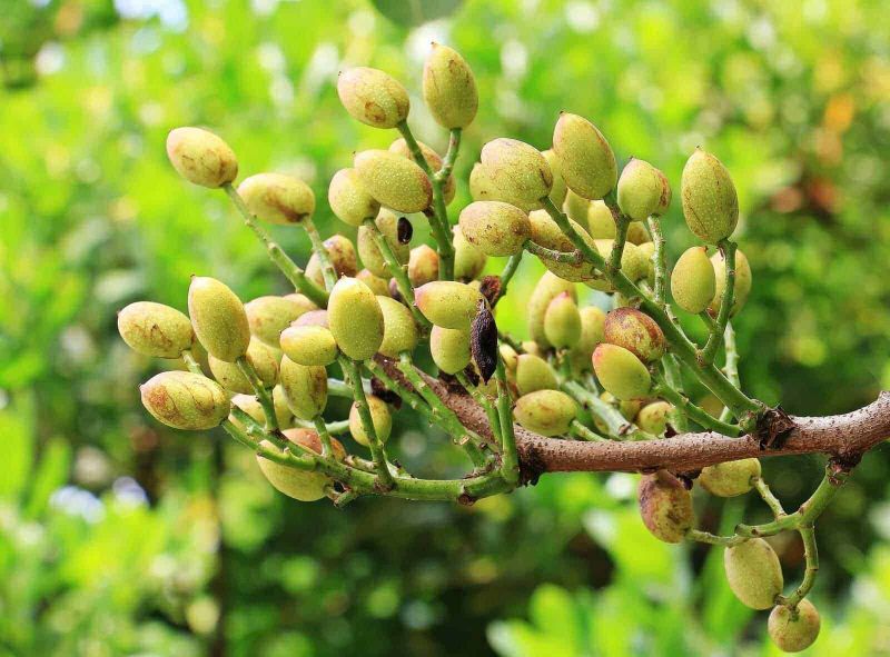 Pistacchio, una fonte completa di minerali e antiossidanti 2 Mandorli verdi in crescita su ramo, con sfondo naturale.