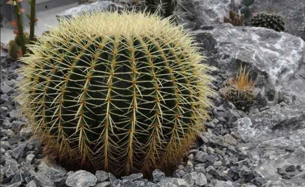 16 Piante Grasse da Interno Fiorite: piccole e senza cura 21 Piante succulente, cactus rotondo con spine gialle in paesaggio desertico con rocce e ghiaia.