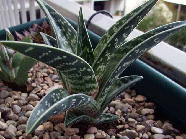 Aloe vera con foglie variegate verdi e bianche, pianta succulenta coltivata in vaso su un balcone; ideale per decorare e purificare l'ambiente.