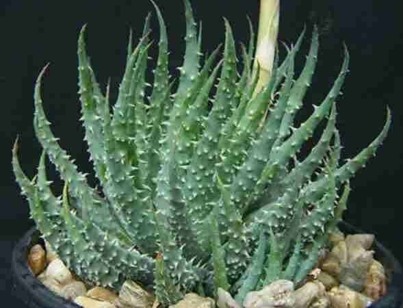 Dalia di aloe vera in vaso, piante succulente con foglie spesse e spinose, ideale per decorazioni d'interni e uffici. Pianta resistente e facile da curare, perfetta per ambienti luminosi.